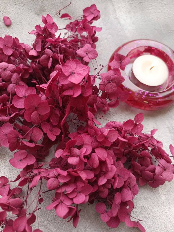 Гортензія сливова