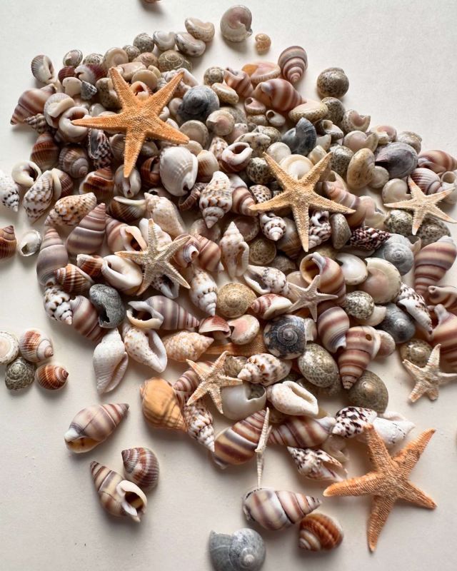 Мікс мушель з морськими зірочками