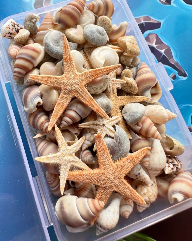 Мікс мушель з морськими зірочками