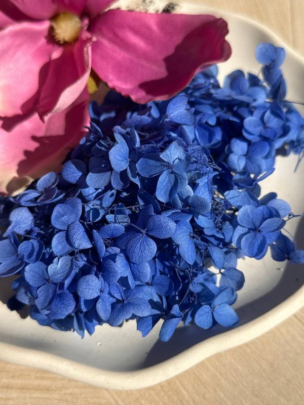 Гортензія ультромарин