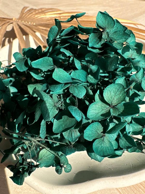 Смарагдова гортензія