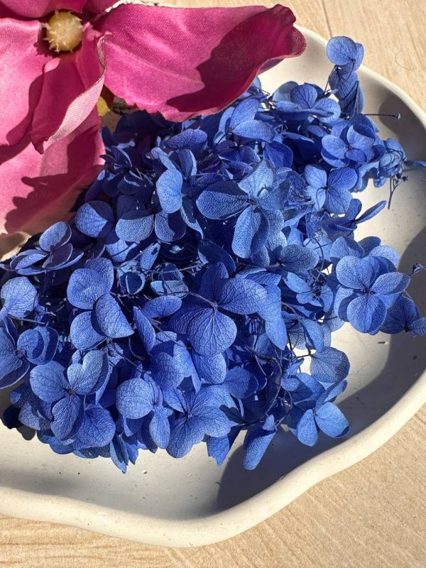Гортензія ультромарин