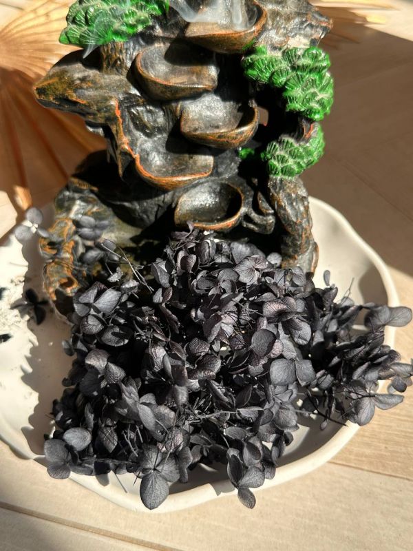 Чорна суха гортензія