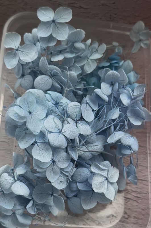 Блакитна гортензія стабілізована 5грам 
