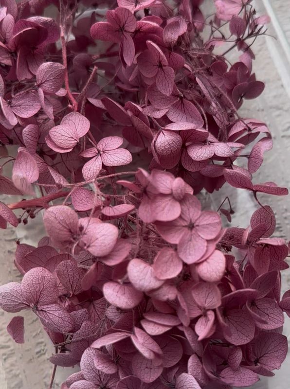 Вишня суха гортензія 5грам 